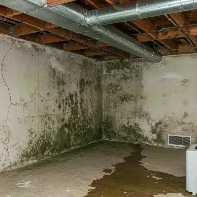 Professional Mold Removal in Crescent Springs, KY